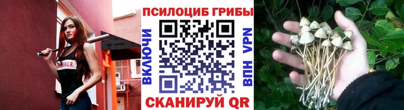 мега   Демидов  Псилоцибиновые грибы Psilocybe 